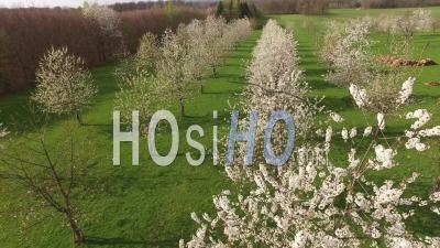 Cherry Trees Blossoms - Video Drone Footage