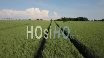 Flying Over Cereal Fields - Video Drone Footage