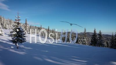 Forêt D'hiver Dans Les Montagnes Vidéo Drone