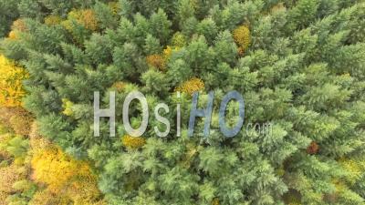 Forest Of Fir Trees In Isere, France – Aerial Video Drone Footage