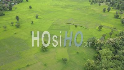 Rice Paddy - Video Drone Footage