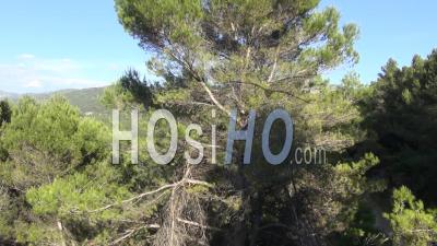 Flight Over Pine Trees Near The Village Of La Penne-Sur-Huveaune, Marseille, France - Video Drone Footage