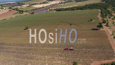 Mechanical Harvesting In The Fields Of Lavender - Video Drone Footage