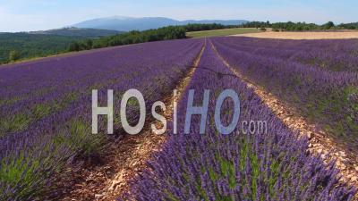 Lavender Fields And Spring Barley - Video Drone Footage