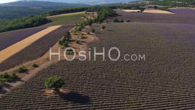 Lavender Fields During Harvest In Summer - Video Drone Footage