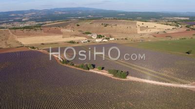 Lavender Fields During Harvest In Summer - Video Drone Footage
