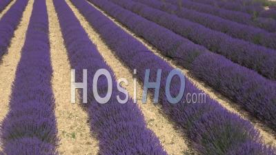 Lavender Fields, Sault, Vaucluse, Provence, South Of France - Video Drone Footage