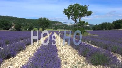 Lavender Fields, Sault, Vaucluse, Provence, South Of France - Video Drone Footage