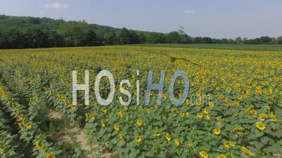 Fields Of Sunflower In Isere - Video Drone Footage