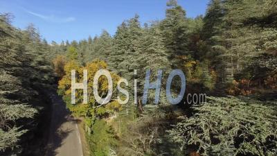 Forest Of Fir Trees At Mont-Ventoux, France – Aerial Video Drone Footage
