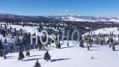 Snow Covered Fir Trees And Mountains - Video Drone Footage