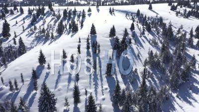 Above Snow Covered Fir Trees - Video Drone Footage