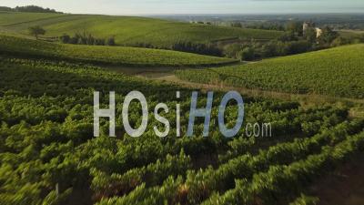 Aerial View Bordeaux Vineyard At Sunrise