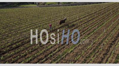 Cheval Au Travail Dans Les Vignobles De Saint Emilion - Vidéo Par Drone