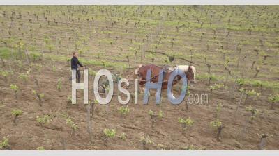 Cheval Au Travail Dans Les Vignobles De Saint Emilion - Vidéo Par Drone