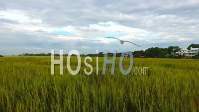 Vue Aérienne De Terres Humides D'herbe à Charleston En Caroline Du Sud - Vidéo Drone