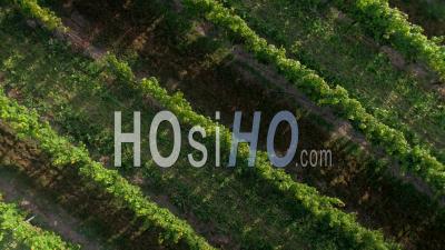 Vineyard In Austria - Video Drone Footage