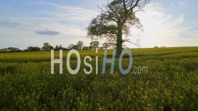 Floraison Des Fleurs Jaunes De La Ferme De Colza Angleterre - Vidéo Drone