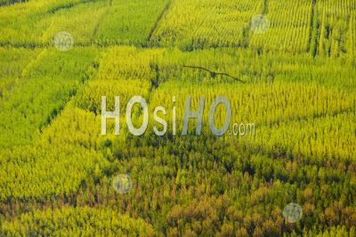 Tree Farm Fraser Valley British Columbia Canada - Aerial Photography