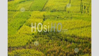 Tree Farm Fraser Valley British Columbia Canada - Aerial Photography