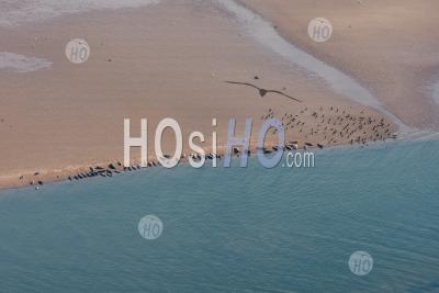 Seals On A Beach Prince Edward Island Canada - Aerial Photography