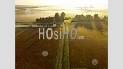 Cranberry Farm Fields At Harvest Richmond Bc - Aerial Photography