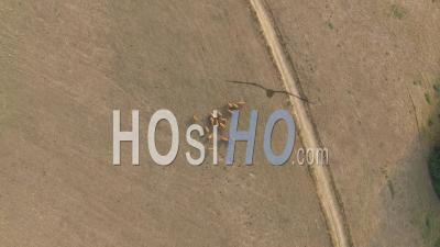 Cows In Fields, Correze - Video Drone Footage
