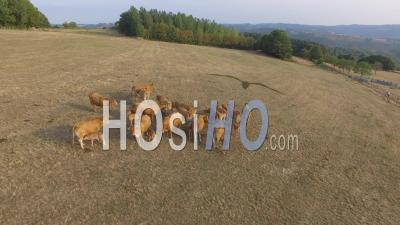 Cows In Fields, Correze - Video Drone Footage