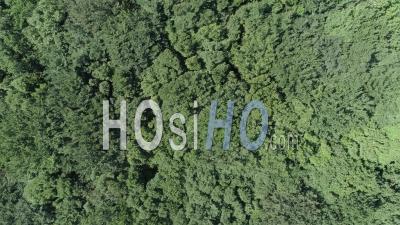 Forest In Marsanne Hills - Video Drone Footage
