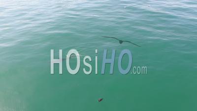 Dolphin Bird Play - Video Drone Footage