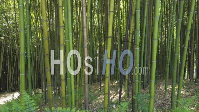 Bamboo Forest, Video Drone Footage