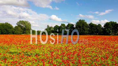 Poppy Field, Milton, Cambridgeshire Filmed By Video Drone Footage