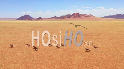 Vue Aérienne Sur Les Immenses Troupeaux D'antilopes Oryx Et De La Faune Sauvage Qui Courent Rapidement Dans La Savane Vide Et Les Plaines D'afrique, Près Du Désert Du Namib, Namibie - Vidéo Drone