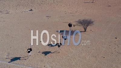 Vue Aérienne Sur Un Groupe D'autruches Courant Dans Le Désert, Namibie - Vidéo Drone