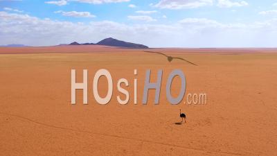Vue Aérienne D'une Autruche Solitaire Se Promenant Dans Les Plaines D'afrique, Dans Le Désert Du Namib, Namibie - Vidéo Drone