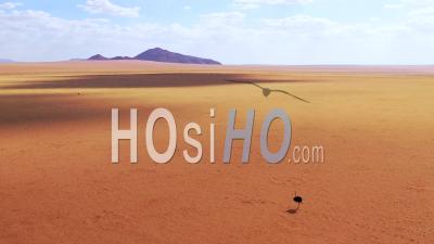 Aerial View Of A Very Lonely Ostrich Walks On The Plains Of Africa, In The Namib Desert, Namibia - Video Drone Footage