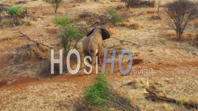 Vue Aérienne Par Drone Sur Un Beau éléphant Marche Dans La Savanne Lors D'un Dans Le Parc Erindi, Namibie