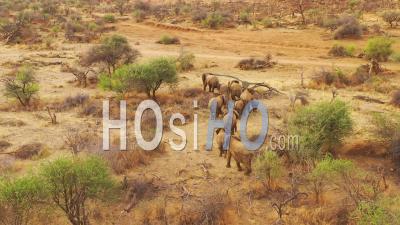 Drone Aerial View Over A Huge Family Herd Of African Elephants Moving Through The Bush And Savannah Of Africa Erindi Park, Namibia