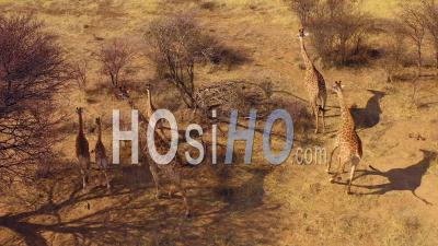 Vue Aérienne D'un Groupe De Girafes - Vidéo Drone Dans La Savanne Lors D'un Safari Au Parc Erindi, Namibie