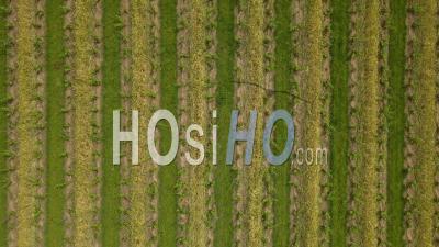 Aerial Drone View Of Vineyard Fields, Bordeaux Vineyard