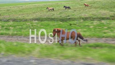 Aerial View Of Icelandic Pony Horse Ponies Running Through The Iceland Countryside - Video Drone Footage