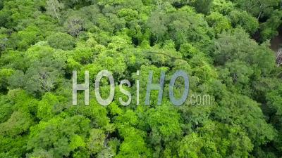 An Aerial View Of Generic Rainforest Or Jungle - Video Drone Footage