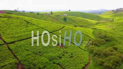 Aerial View Over A Tea Plantation And Green Agriculture In Uganda, Africa - Video Drone Footage