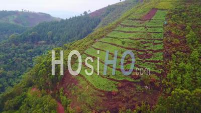 Aerial View Over A Tea Plantation Growing On Very Steep Cliffs In Uganda, Africa - Video Drone Footage