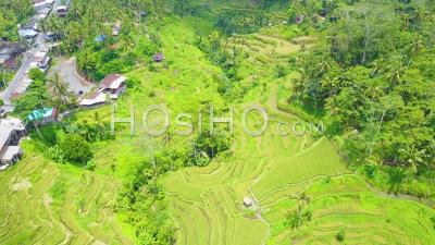 Vue Aérienne Sur De Vastes Rizières En Terrasses Près D'ubud, Bali, Indonésie -Vidéo Drone