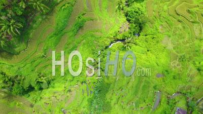 Aerial View Looking Straight Down Over Vast Terraced Rice Paddies Near Ubud, Bali, Indonesia - Video Drone Footage