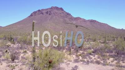 Vue Aérienne Autour Du Cactus Du Désert Dans Le Parc National De Saguaro Près De Tucson, Arizona - Vidéo Drone