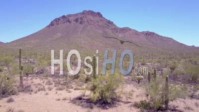 Vue Aérienne Autour Du Cactus Du Désert Dans Le Parc National De Saguaro Près De Tucson, Arizona - Vidéo Drone