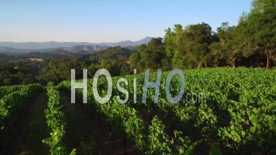 Vue Aérienne Sur De Vastes Rangées De Vignes Dans Le Comté De Sonoma En Californie Du Nord - Vidéo Drone