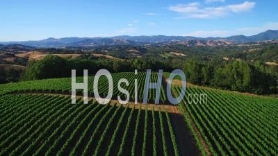 Vue Aérienne Sur Les Rangées De Vignes Dans Le Comté De Sonoma En Californie Du Nord - Vidéo Drone